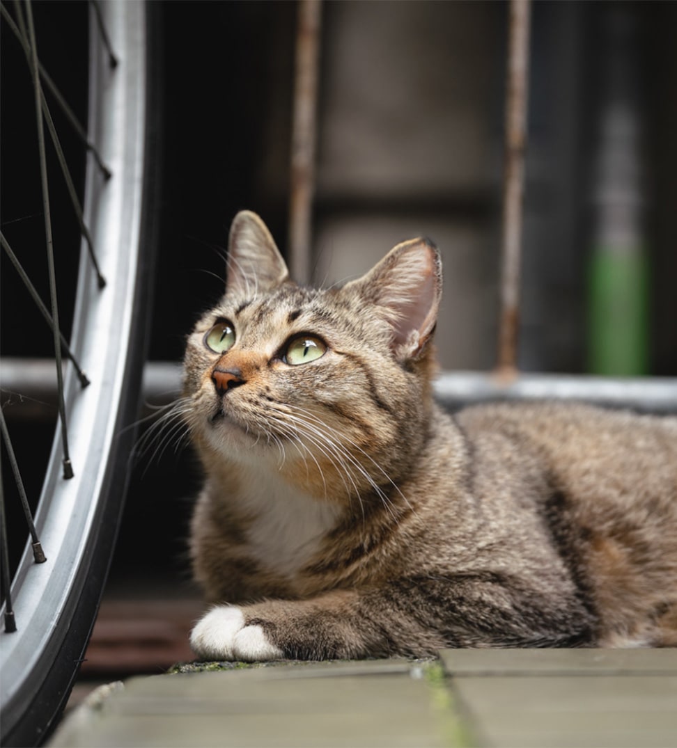foto gatto servizi amici a quattro zampe